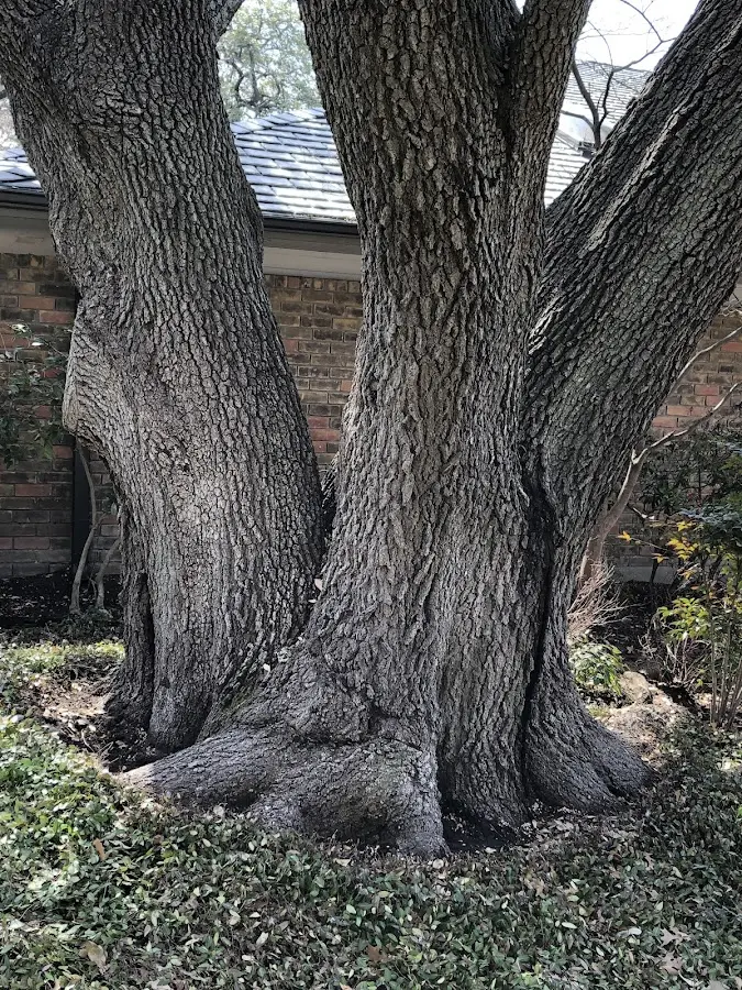 Mature heritage tree close to a Chignik Lake property cared for by certified arborists